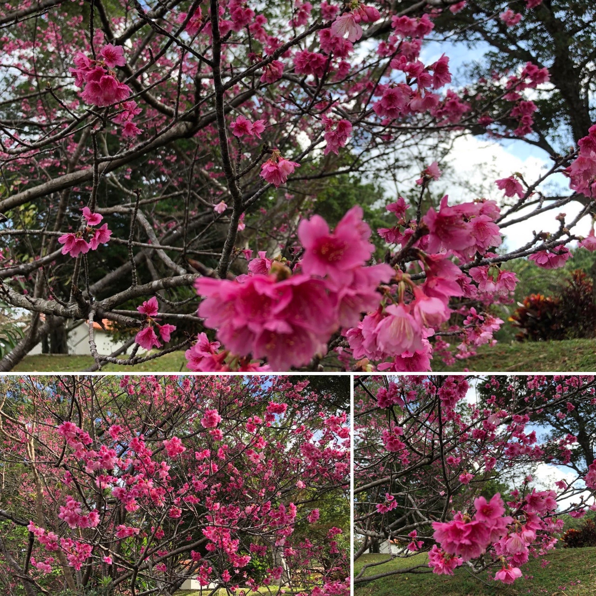 なぜか 春になってます(*’▽’)💖💖✨🌸🌸🌸✨✨。