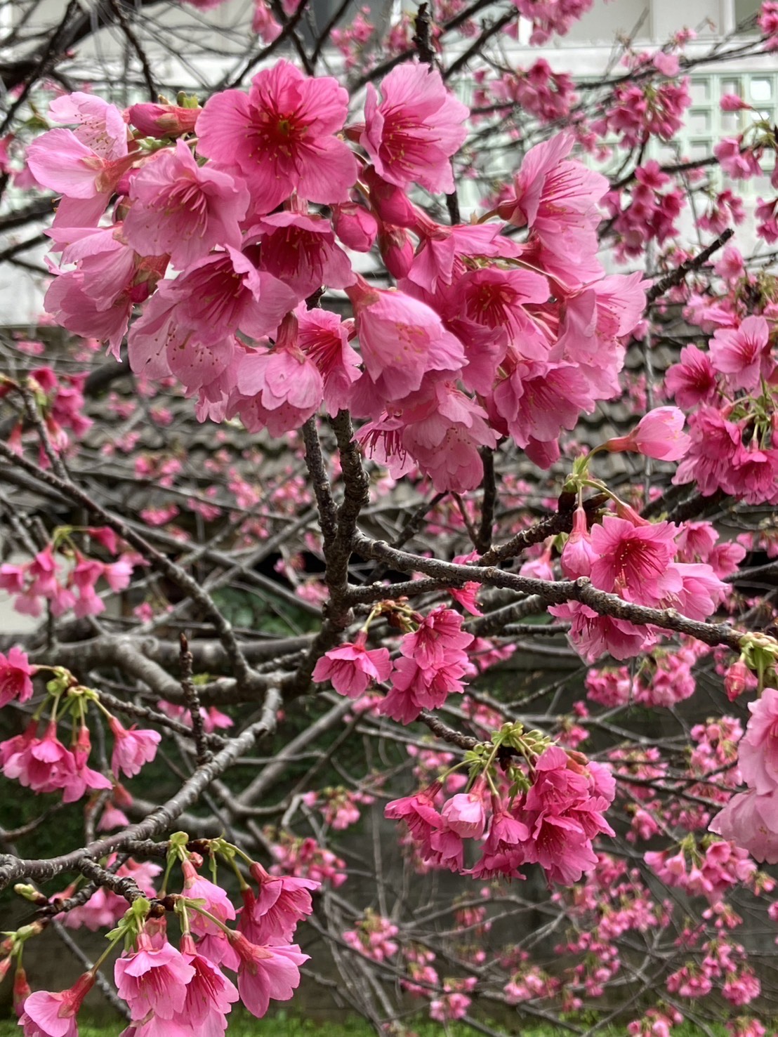なぜか いっきに春になってます(*’▽’)💖💖✨🌸🌸🌸✨✨。