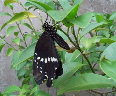 亜熱帯の蝶・シロオビアゲハ