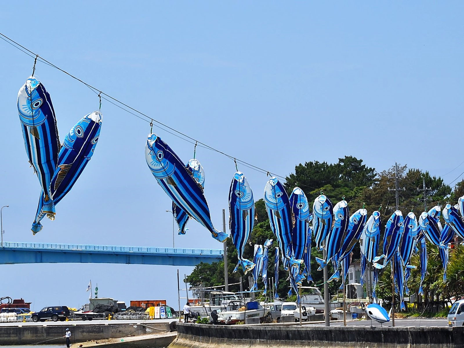 周辺情報 | カツオのぼりまつり　５月４，５日