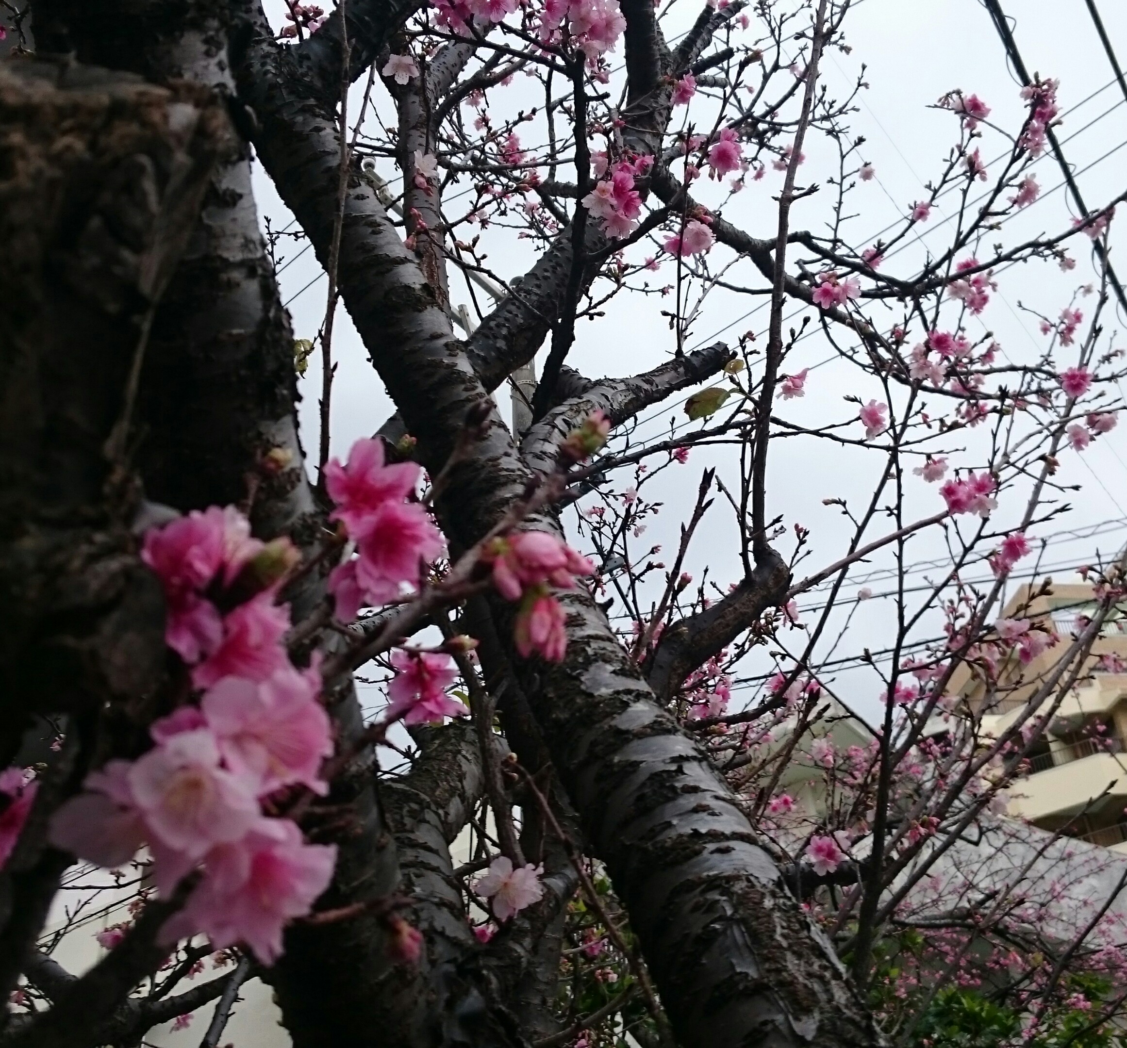 ヒカンザクラ 那覇 ランチ松花堂