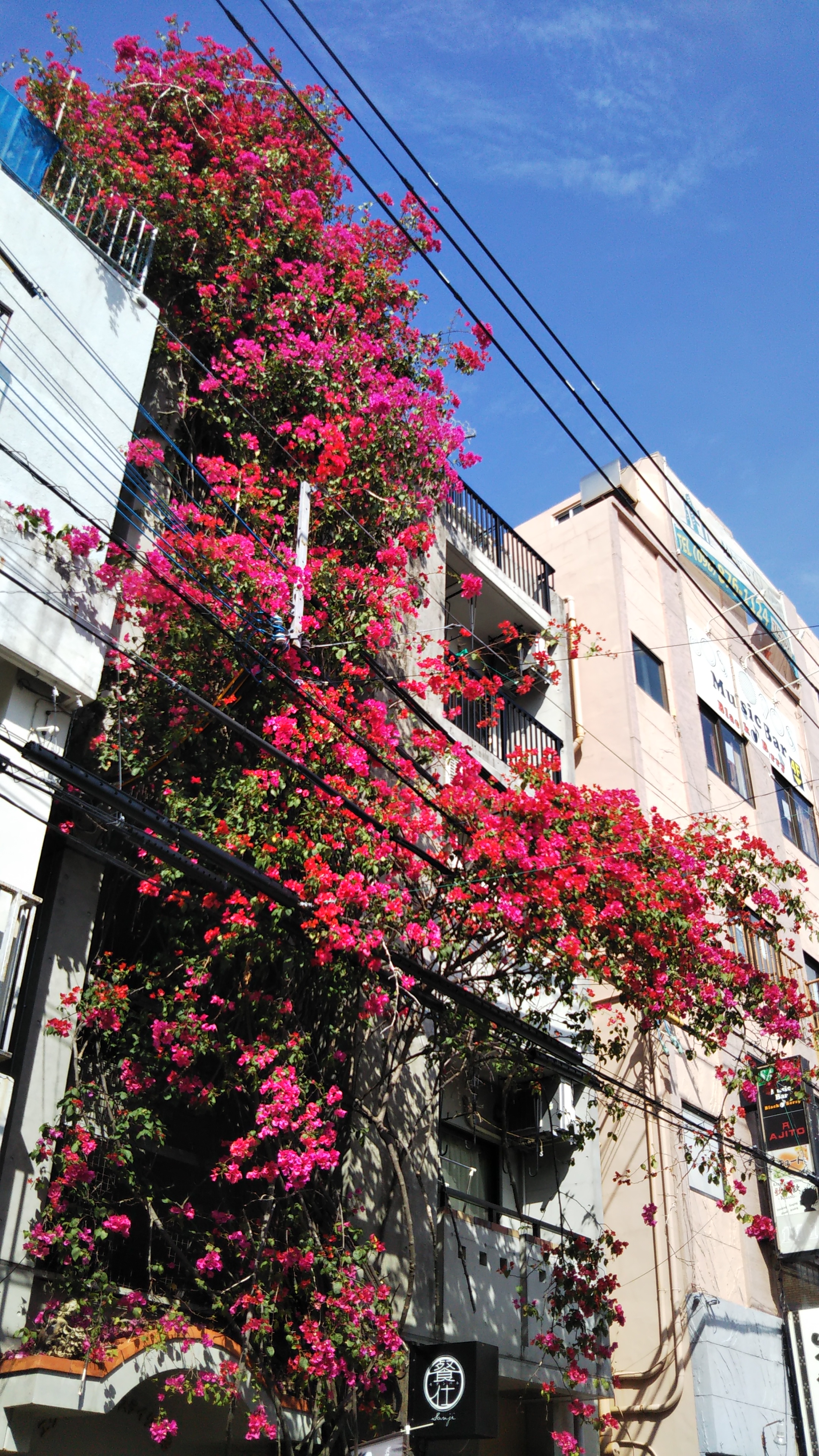 桜より一足先に満開です☆