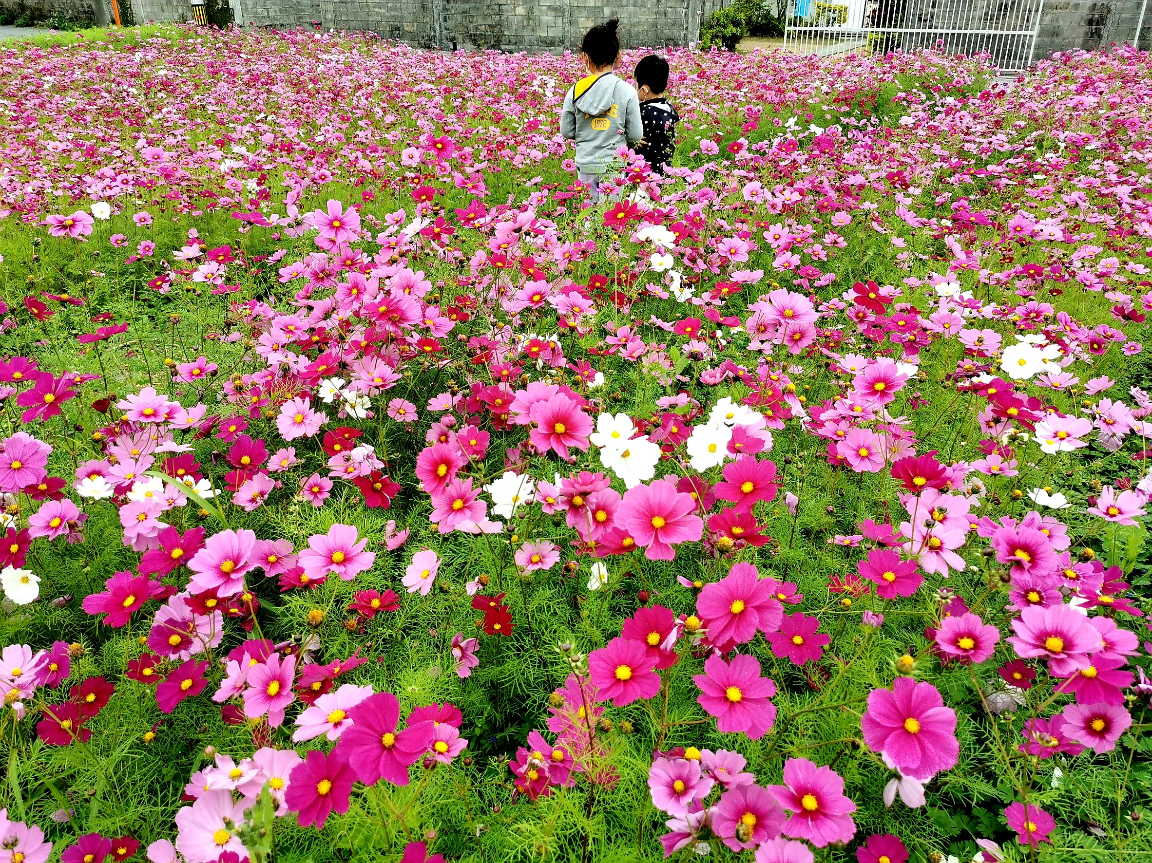 沖縄を彩るこの時期の花といえば、、、