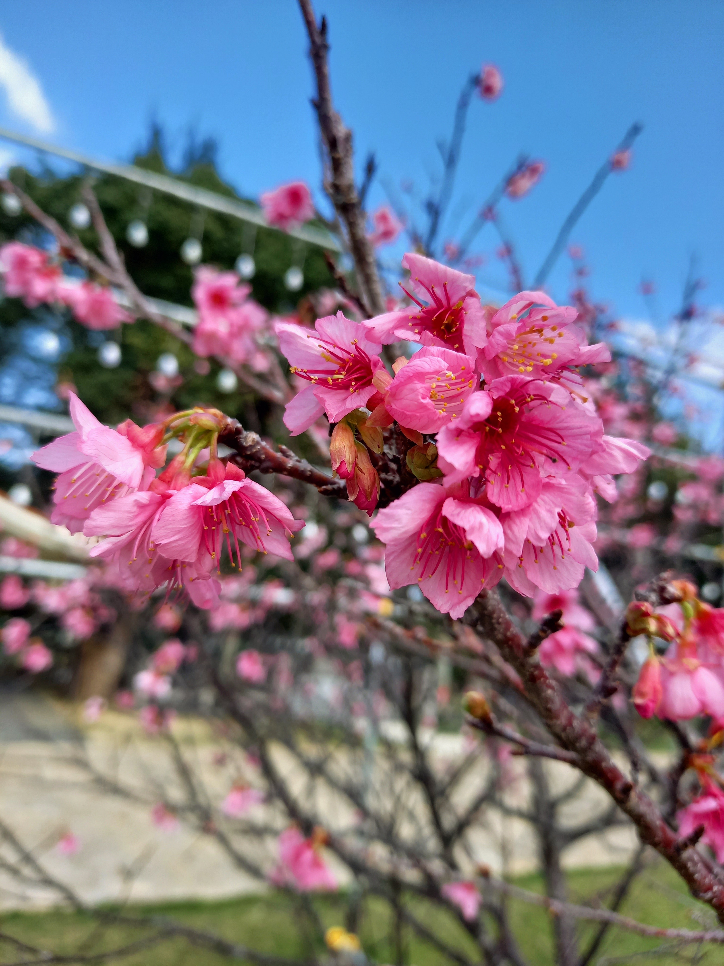 今日の「桜」とレアなゆるキャラご紹介♪