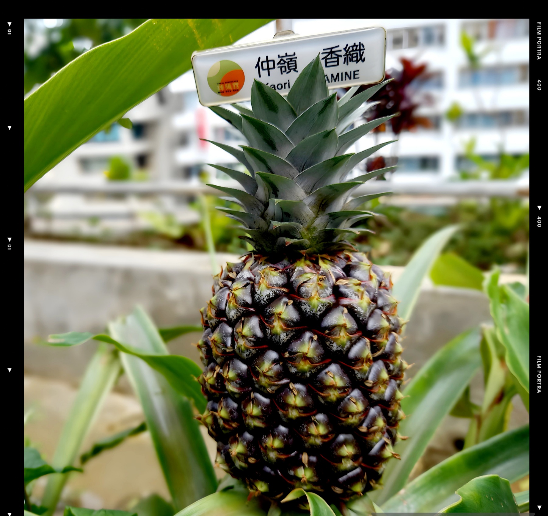 今が見頃！「よへなあじさい園」へLet’s go♪